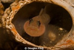Safety. This black-eyed goby found a great hiding spot in... by Douglas Klug 
